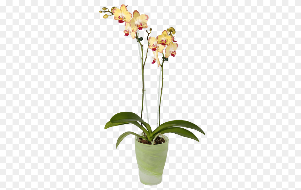 Phalaenopsis Orchid Green Pot Pot Orchid Transparent, Flower, Flower Arrangement, Plant, Ikebana Free Png