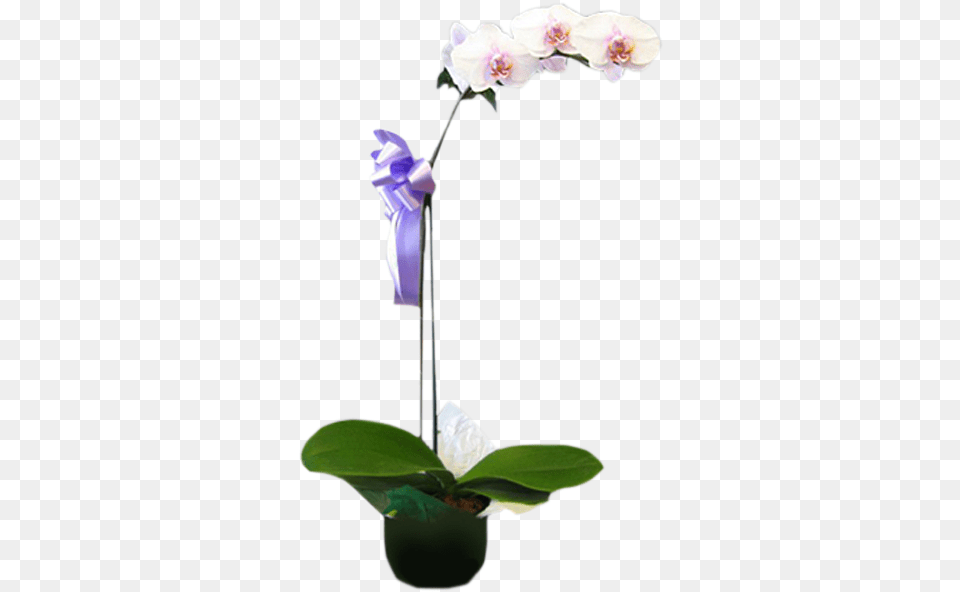 Phalaenopsis Orchid Plant Flowerpot, Flower, Flower Arrangement Png Image