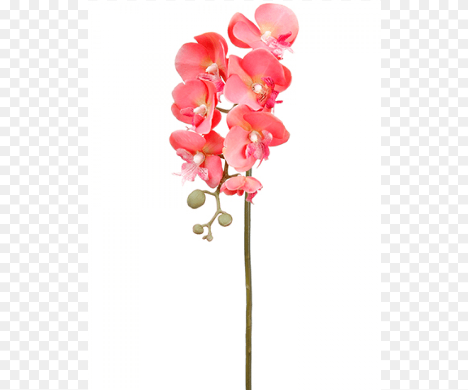 Phalaenopsis Orchid Spray Coral Moth Orchid, Flower, Plant Free Png