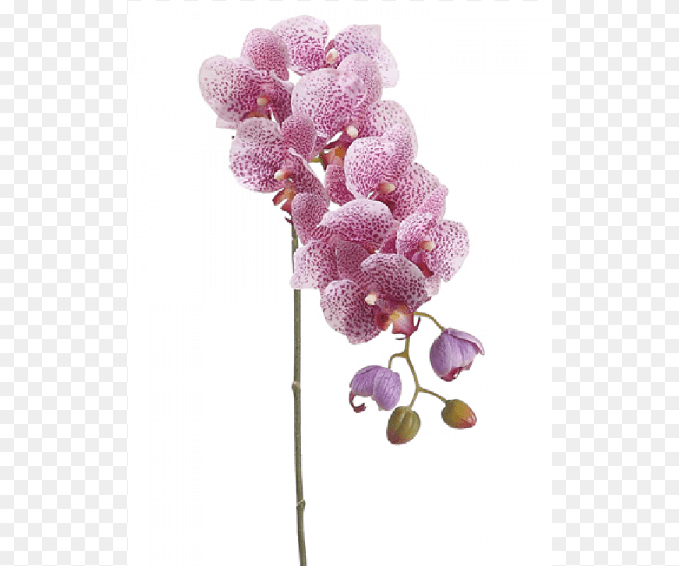 Phalaenopsis Orchid Spray With 8 Flowers And 4 Moth Orchid, Flower, Plant Png Image