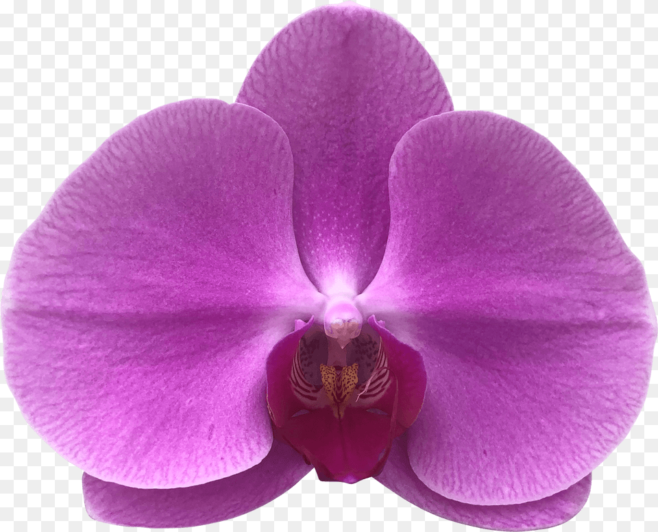 Phalaenopsis Sanderiana, Flower, Orchid, Plant, Rose Free Png Download