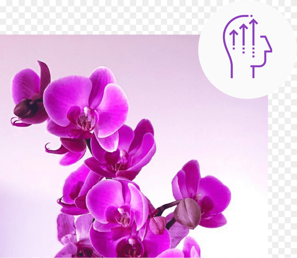 Phalaenopsis Sanderiana, Flower, Orchid, Plant Png Image
