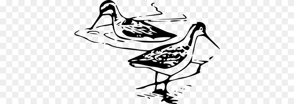 Phalarope Gray Free Png