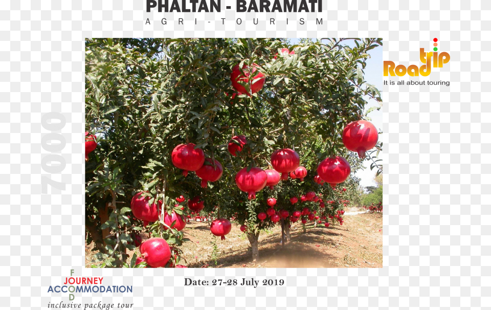 Phaltan Baramati Agritourism Pomegranate Plant, Food, Fruit, Produce, Balloon Free Png Download