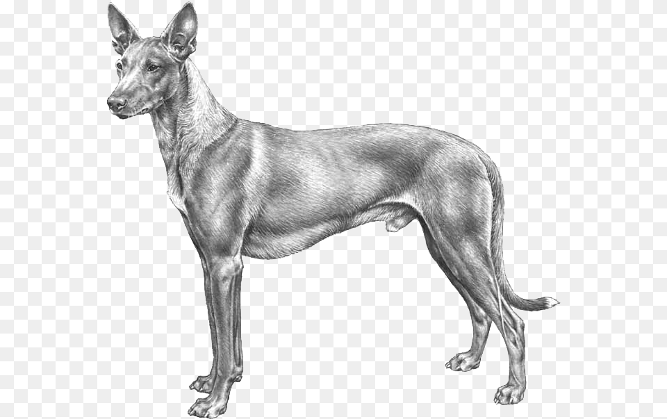 Pharaoh Hound Old English Terrier, Animal, Canine, Dog, Mammal Free Transparent Png