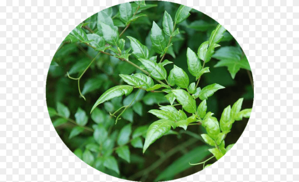 Pharmaceutical Vine Tea Leaf Extract Dihydromyricetin Ampelopsis Grossedentata, Plant, Vegetation, Flower Png