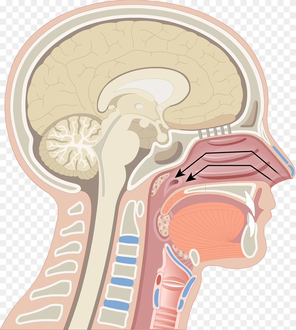 Pharynx Anatomy Download 3 Regions Of Pharynx, Body Part, Face, Head, Neck Png