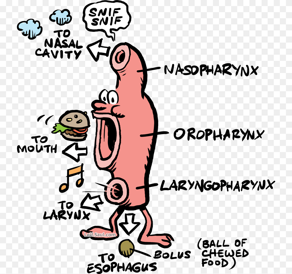 Pharynx Depicted With Legs Eyes And Nose Respiratory Cartoons, Baby, Person Free Png