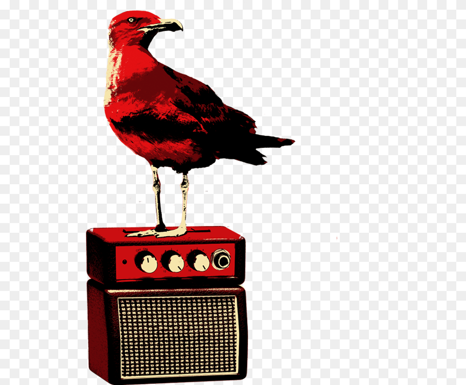 Phasianidae, Electronics, Animal, Bird Png