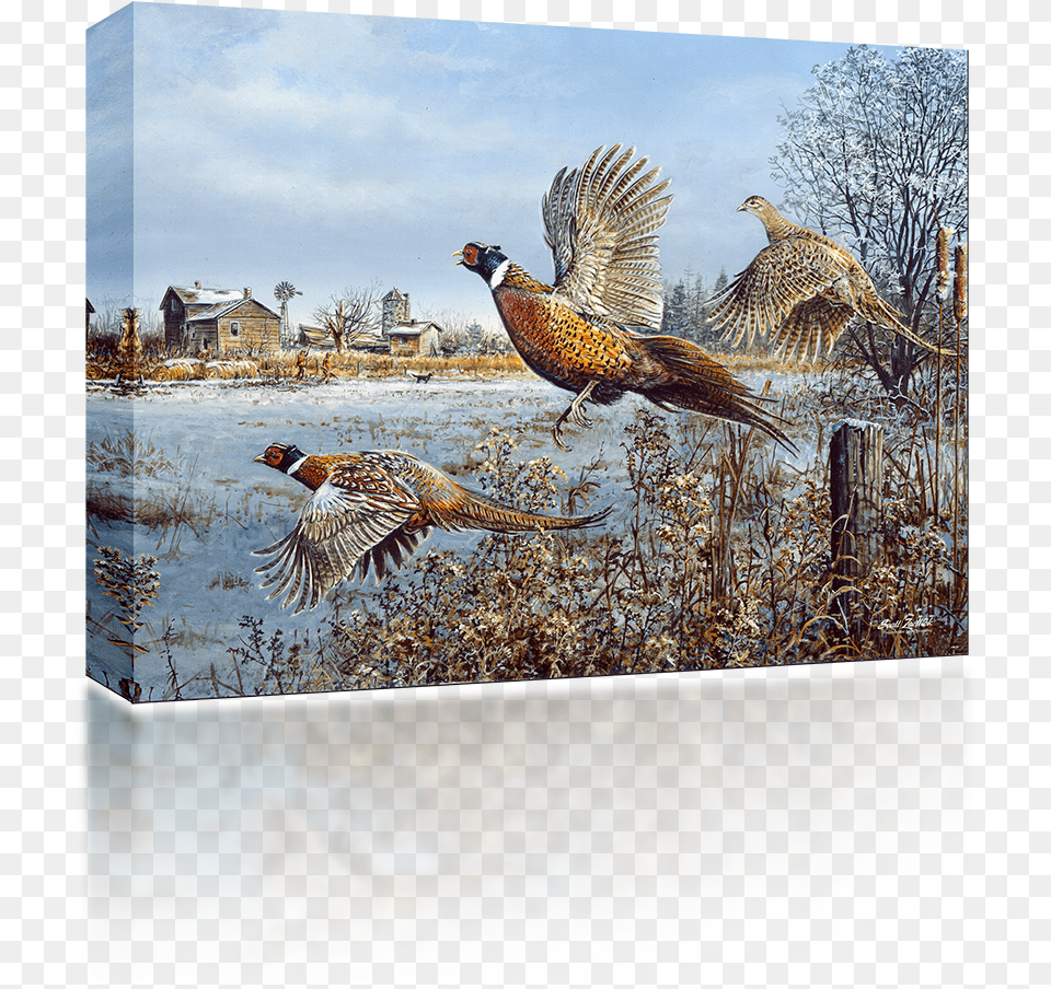 Pheasant, Animal, Bird Free Png Download