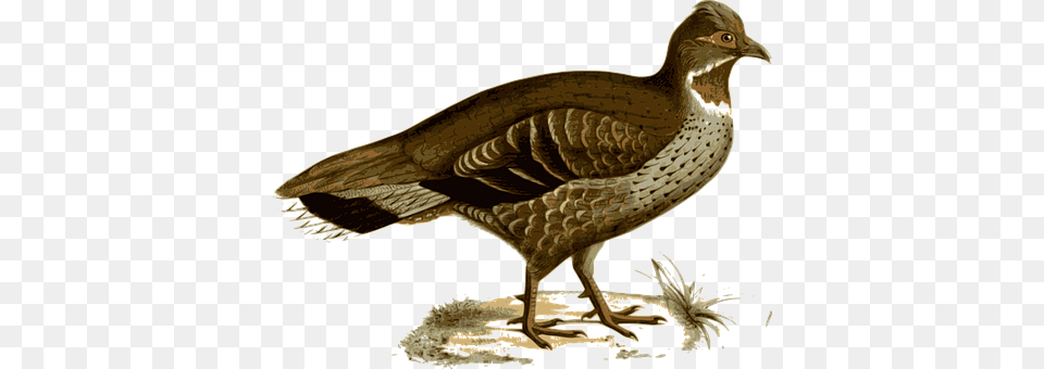 Pheasant Animal, Bird Png