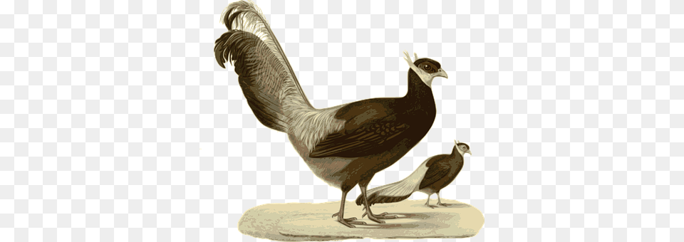 Pheasant Animal, Bird Png Image