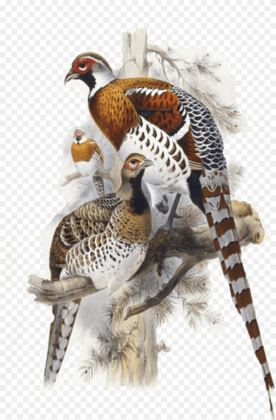 Pheasant Birds Piroskab Freetoedit Elliot39s Pheasant Print, Animal, Bird, Partridge, Beak Free Png