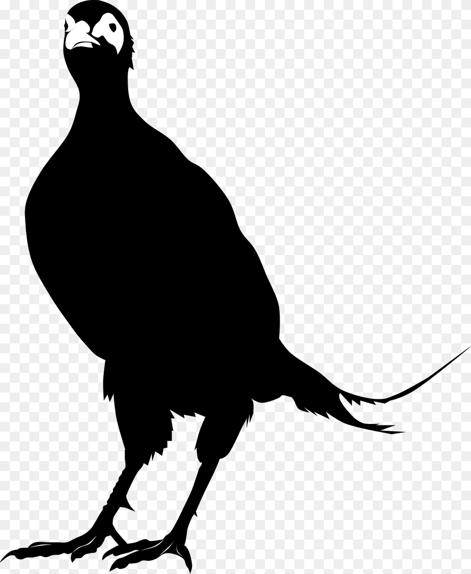 Pheasant Clipart, Animal, Bird, Blackbird, Silhouette Png Image