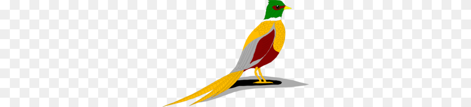 Pheasant Clipart Green, Animal, Beak, Bird Png Image