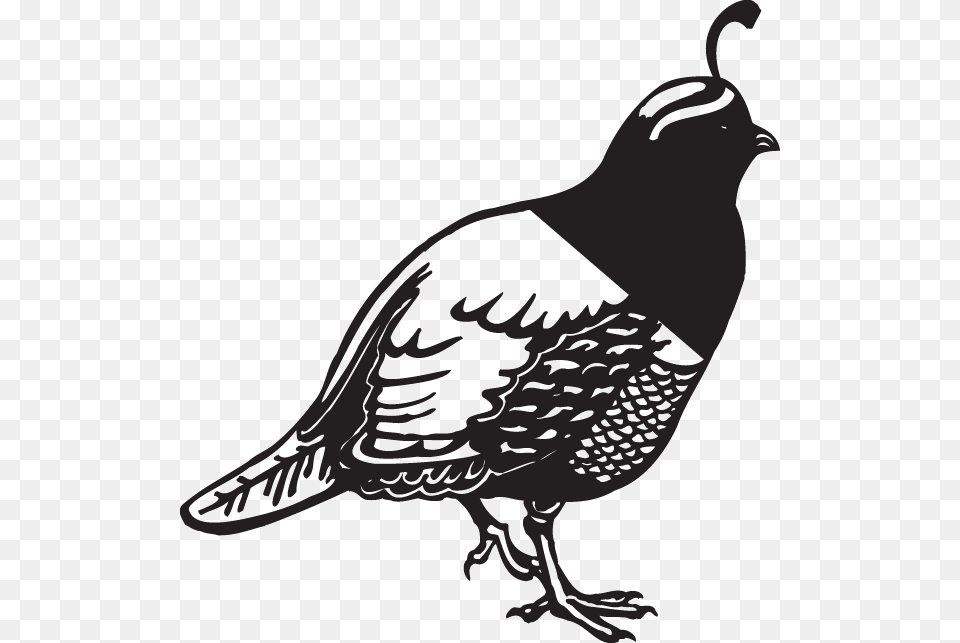 Pheasant Decal, Animal, Bird, Quail, Stencil Free Png