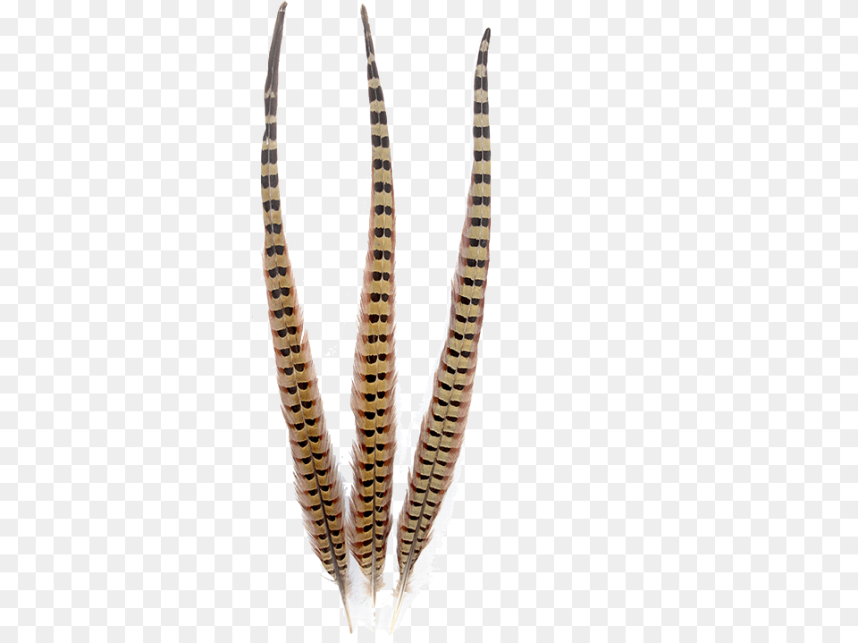 Pheasant Natural Ringneck Feathers Brass, Electronics, Hardware, Claw, Hook Png Image