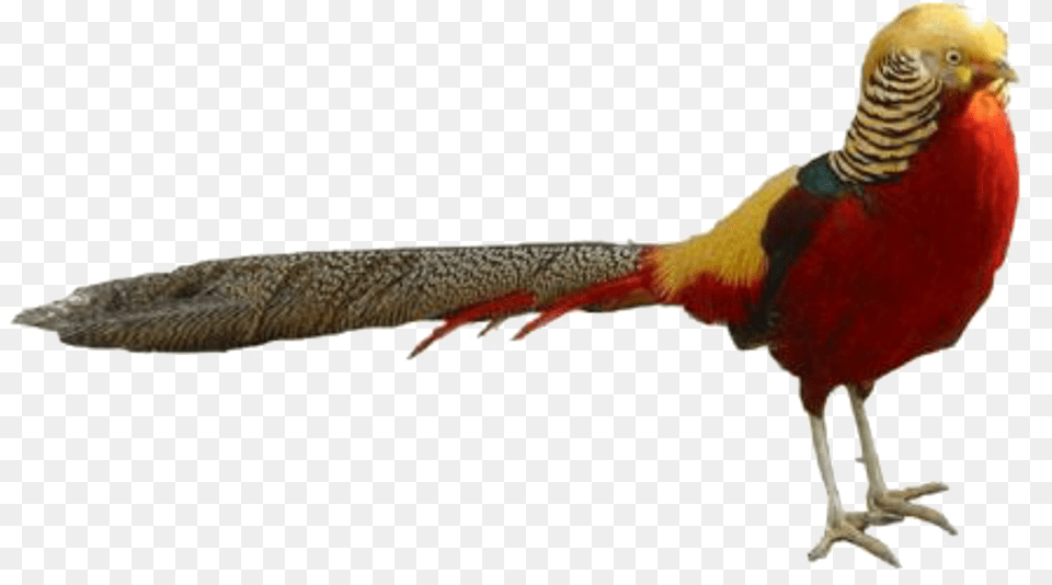 Pheasant Stickereditwithpicsart Ring Necked Pheasant, Animal, Bird Free Png