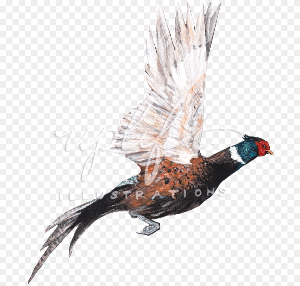 Pheasant Turkey, Animal, Beak, Bird Free Png