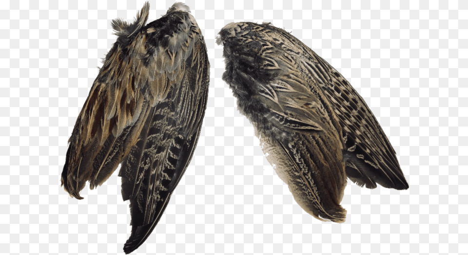 Pheasant Wingsdata Rimg Lazydata Rimg Scale Vaux S Swift, Animal, Beak, Bird, Vulture Free Png Download