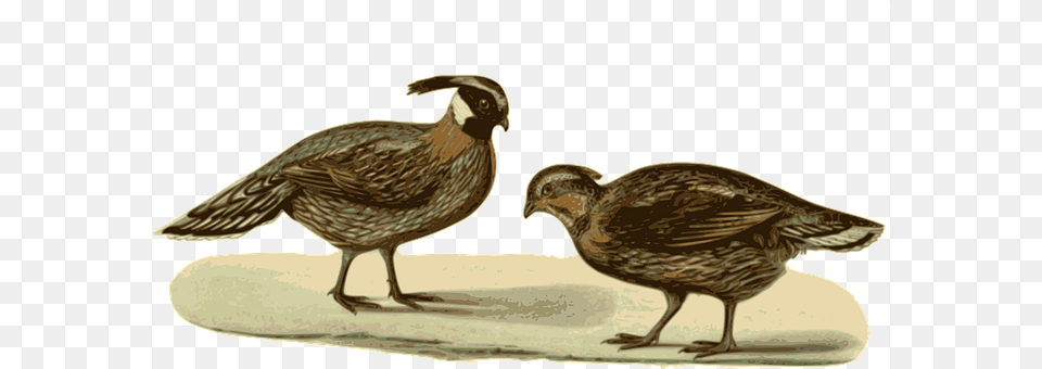 Pheasants Animal, Bird, Quail, Partridge Free Png