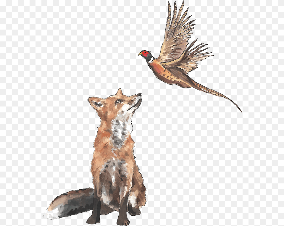Pheaseant And Fox Fox And Pheasant, Animal, Bird, Canine, Dog Free Png