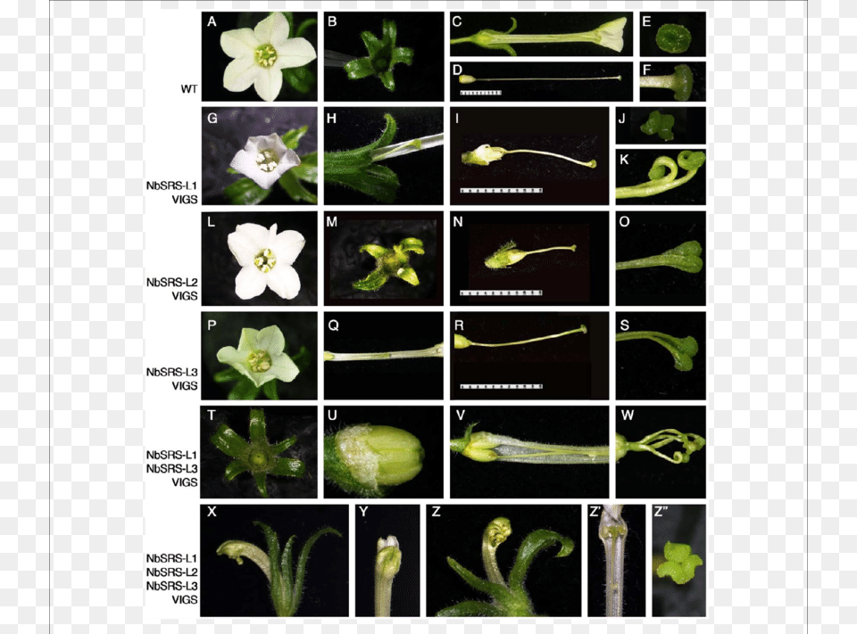 Phenotypes Of N Nicotiana Benthamiana, Anther, Flower, Plant, Annonaceae Free Transparent Png