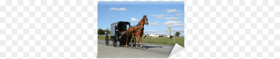 Philadelphia Amish Village Hotel, Animal, Person, Horse, Mammal Free Transparent Png