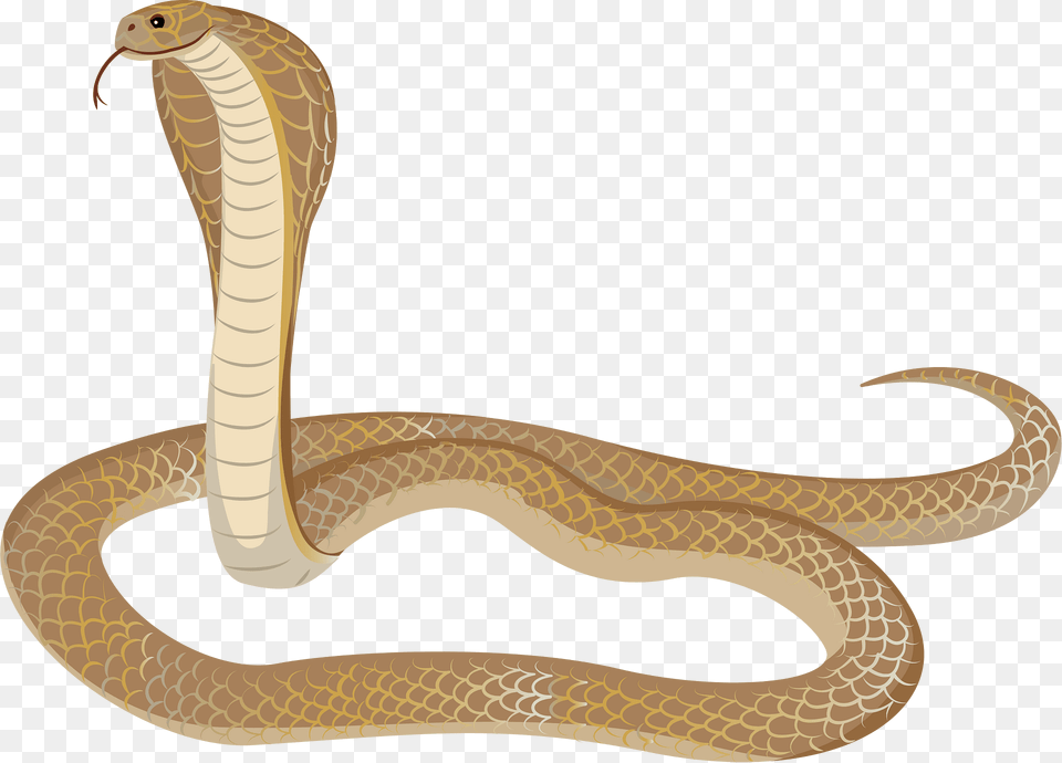 Philippine Cobra Clipart, Animal, Reptile, Snake Free Png