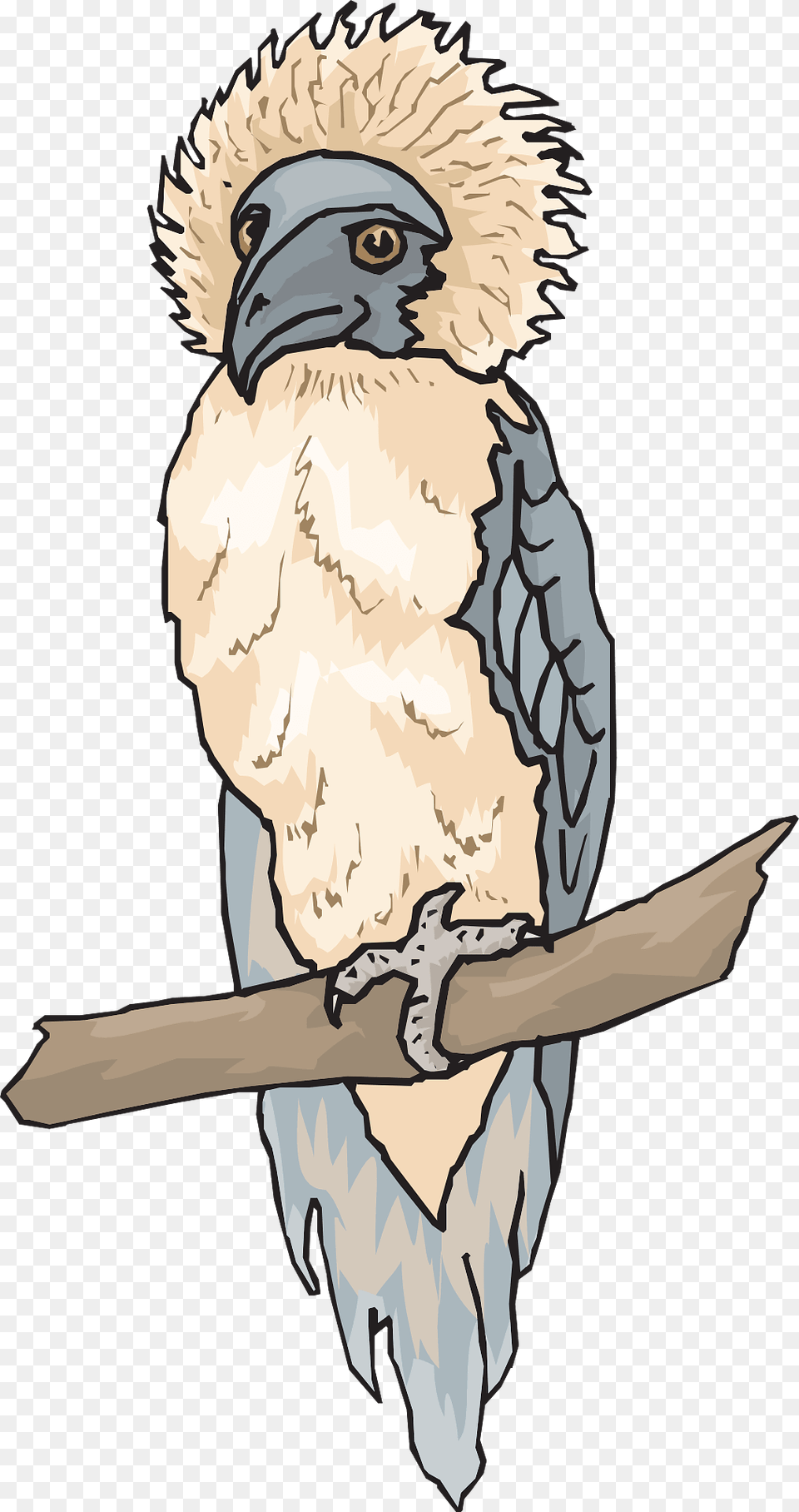 Philippine Eagle On Branch Clipart, Animal, Bird, Vulture, Person Free Png