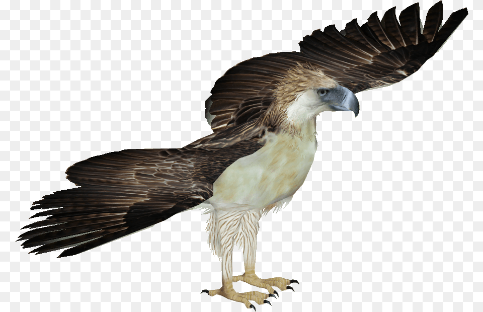 Philippine Eagle Philippine Eagle White Background, Animal, Bird, Vulture, Hawk Free Png Download