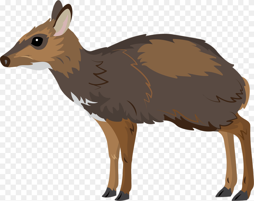 Philippine Mouse Deer Clipart, Animal, Mammal, Wildlife, Kangaroo Png