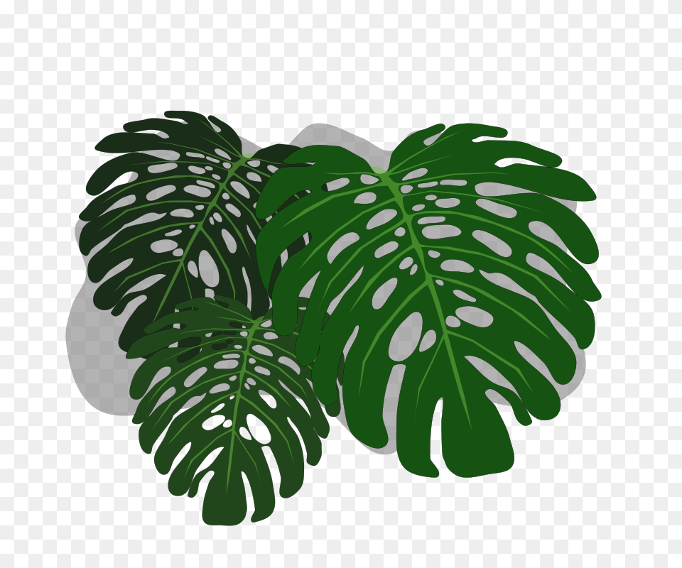 Philodendron, Green, Tree, Rainforest, Plant Free Png Download