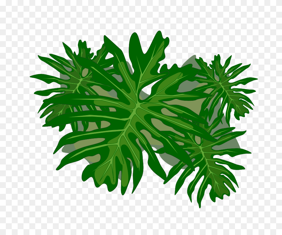Philodendron, Green, Plant, Leaf, Fern Free Png Download