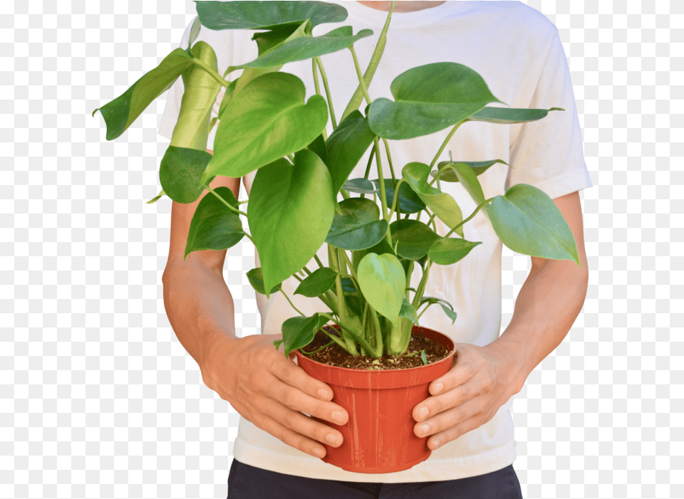 Philodendron 39monstera39 6quot Pot Flowerpot, Leaf, Plant, Potted Plant, Flower Free Png