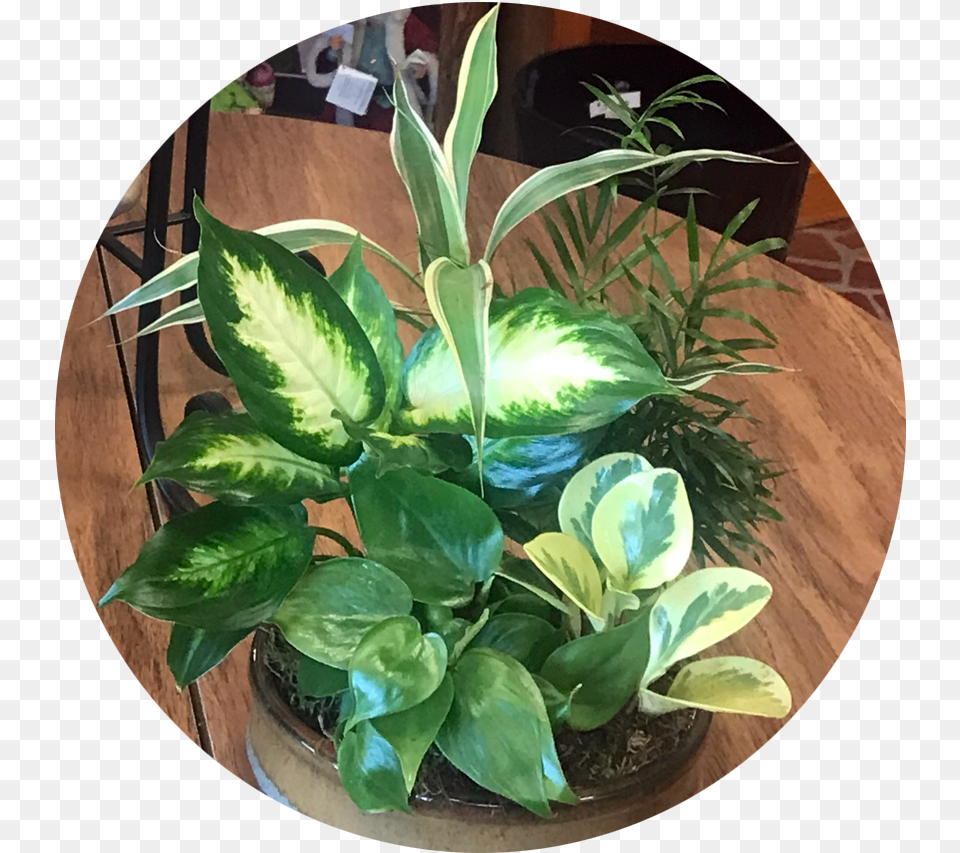 Philodendron Arrowroot Family, Flower, Leaf, Potted Plant, Plant Png Image