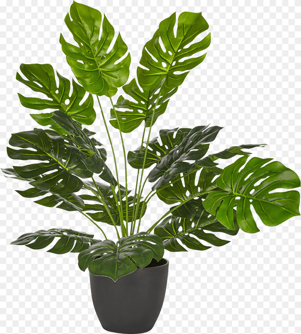 Philodendron Artificiel En Pot H50cm Philo Philodendron En Pot, Flower, Flower Arrangement, Leaf, Plant Free Png
