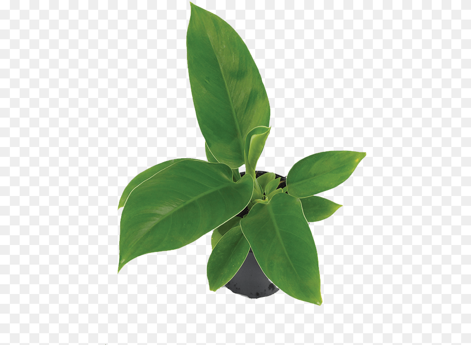Philodendron Bay Laurel, Leaf, Plant, Potted Plant, Flower Free Transparent Png