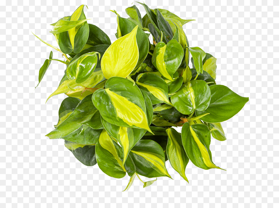 Philodendron Care Indoor Plant From Above, Flower, Leaf, Anthurium, Potted Plant Png