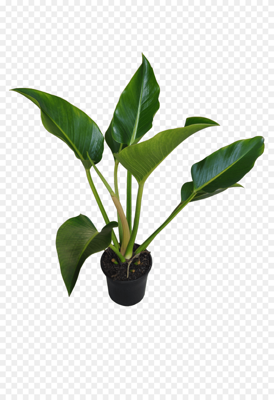 Philodendron Congo, Flower, Leaf, Plant, Flower Arrangement Png Image