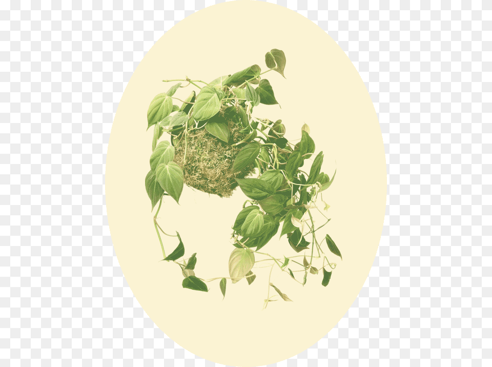 Philodendron Hederaceum Tree, Herbal, Herbs, Leaf, Plant Png Image