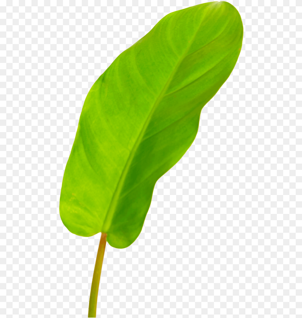 Philodendron Lemon Leaf Lemon, Plant, Flower Png