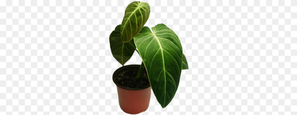 Philodendron Melanochrysum 39black Gold Philodendron39 Houseplant, Flower, Leaf, Plant, Potted Plant Png