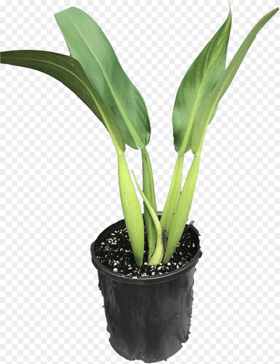 Philodendron Philodendron Martianum Fat Boy, Leaf, Plant, Flower, Tree Free Transparent Png