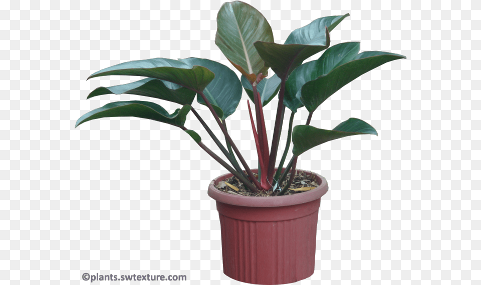 Philodendron Red Congo Plant A Red Congo, Flower, Leaf, Potted Plant, Tree Free Png