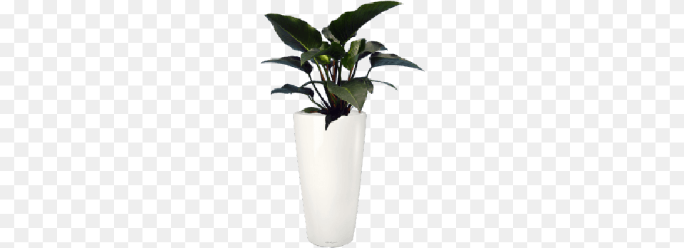 Philodendron Rojo Congo Flowerpot, Jar, Plant, Planter, Potted Plant Png