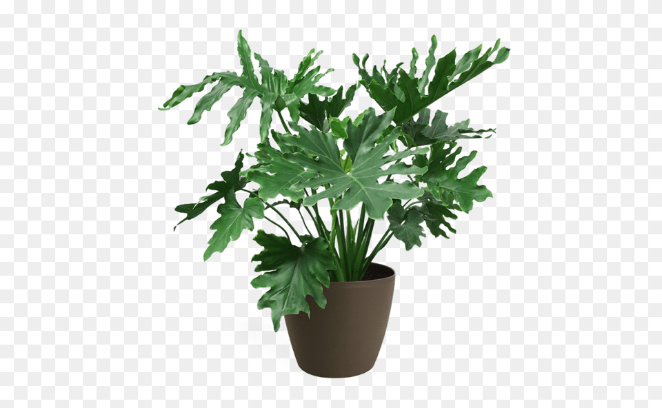 Philodendron Selloum Medium Philodendron, Leaf, Plant, Potted Plant, Tree Png Image