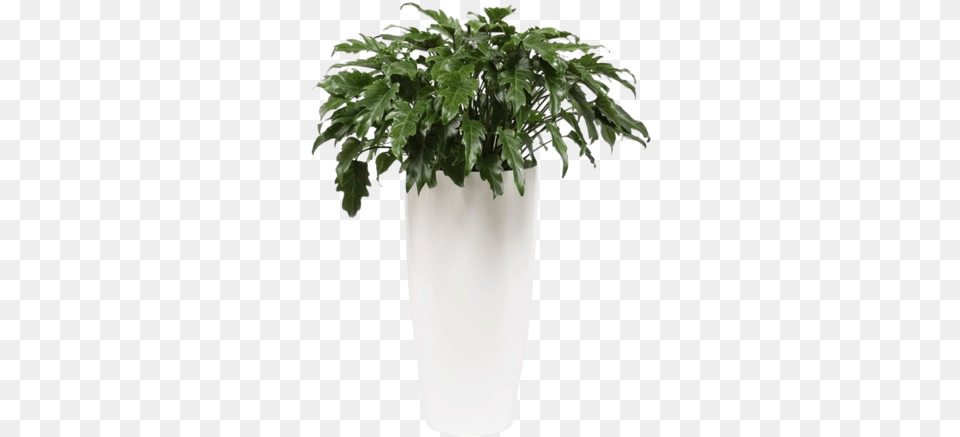 Philodendron Xanada Ornamental Pot And Water Meter Florastore Houseplant, Jar, Plant, Planter, Potted Plant Free Transparent Png