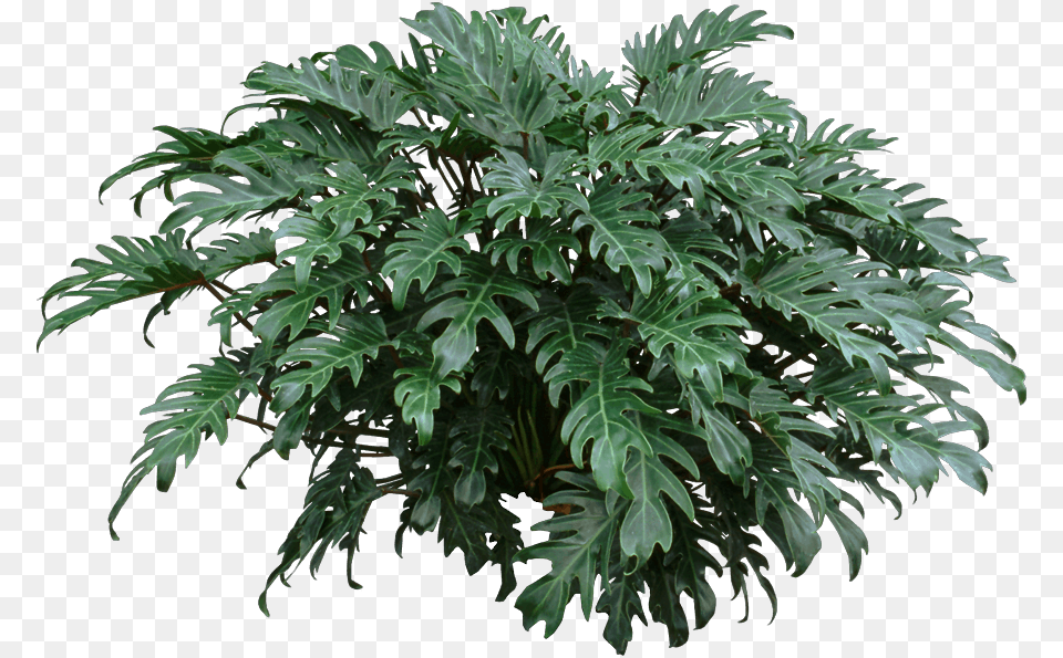 Philodendron Xanadu Yellow Leaves, Leaf, Plant, Tree, Potted Plant Png Image