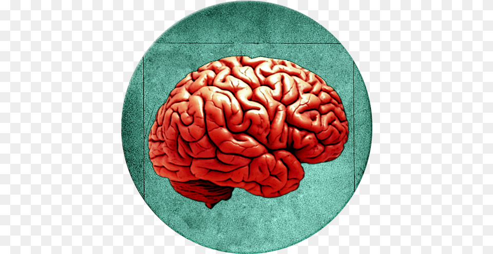 Philosophy Apkonline Brain, Animal, Nature, Outdoors, Reef Free Transparent Png